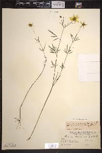 Bidens trichosperma image