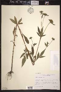 Bidens vulgata image