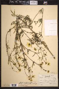 Bidens trichosperma image