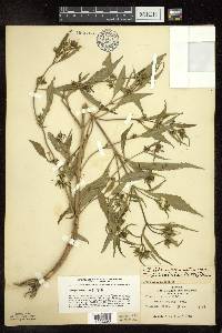 Bidens connata image