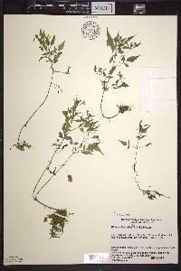 Bidens discoidea image