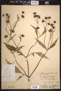 Bidens connata image