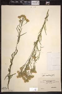 Brickellia eupatorioides image