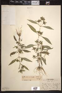 Bidens tripartita image