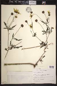 Bidens trichosperma image