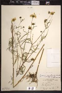 Bidens trichosperma image