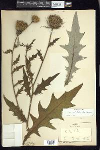 Cirsium altissimum image