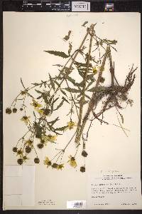 Bidens trichosperma image