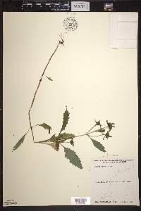 Bidens connata image