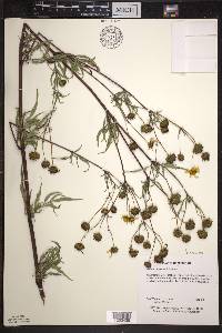 Bidens polylepis image