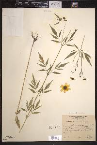 Bidens trichosperma image