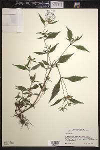 Bidens connata image