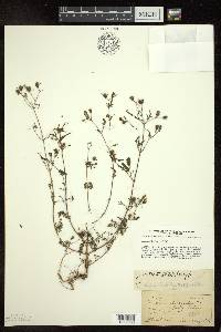 Bidens discoidea image