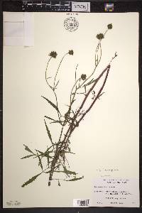 Bidens trichosperma image