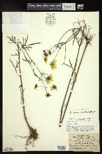 Bidens trichosperma image