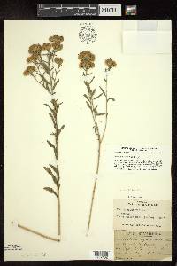 Brickellia eupatorioides image