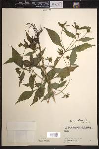 Bidens connata image