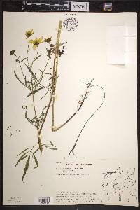 Bidens trichosperma image