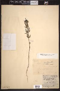 Bidens vulgata image