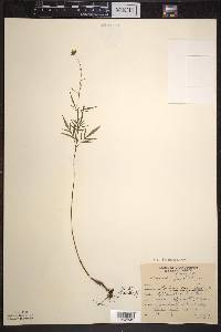 Bidens connata image