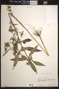 Bidens tripartita image