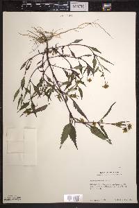 Bidens connata image