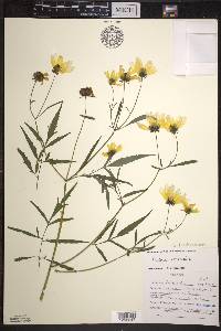 Bidens trichosperma image