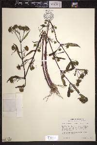 Bidens connata image