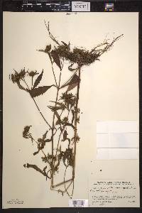 Bidens connata image