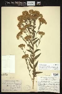 Brickellia eupatorioides image