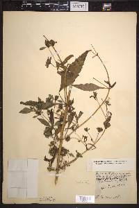 Bidens connata image