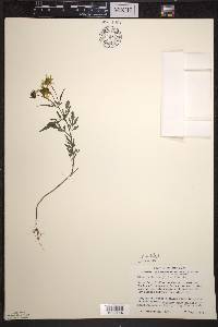 Bidens aristosa image