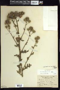 Cirsium arvense f. albiflorum image