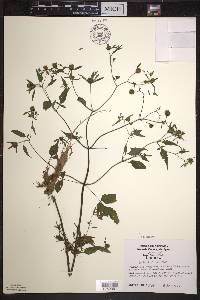 Bidens discoidea image