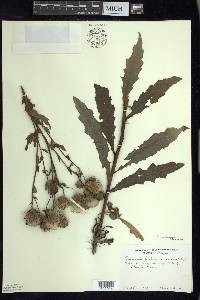 Cirsium arvense var. arvense image