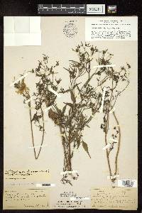 Bidens discoidea image