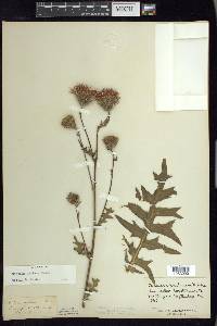 Cirsium muticum image