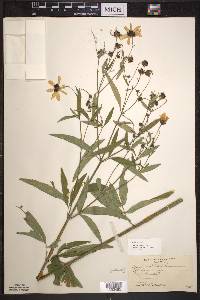 Coreopsis tripteris image