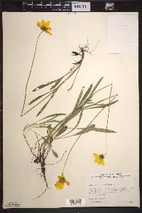 Coreopsis lanceolata image