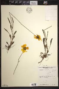 Coreopsis lanceolata image