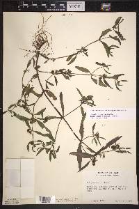 Eclipta prostrata image