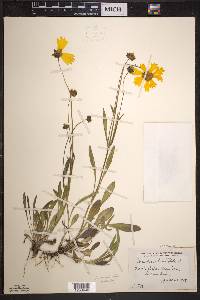 Coreopsis lanceolata image