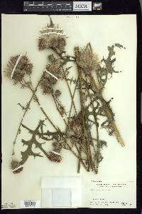 Cirsium muticum image