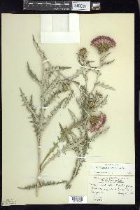 Cirsium flodmanii image