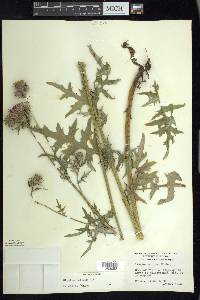 Cirsium muticum image