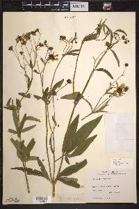 Coreopsis tripteris image