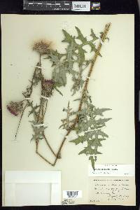 Cirsium muticum image