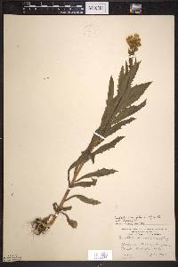 Erechtites hieraciifolius var. hieraciifolius image