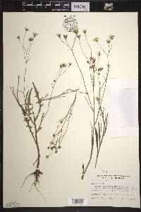 Crepis tectorum image