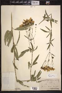 Coreopsis tripteris image